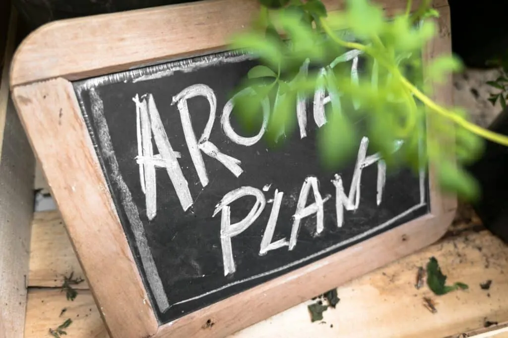 Changer le nom de boutique Shopify : guide pratique