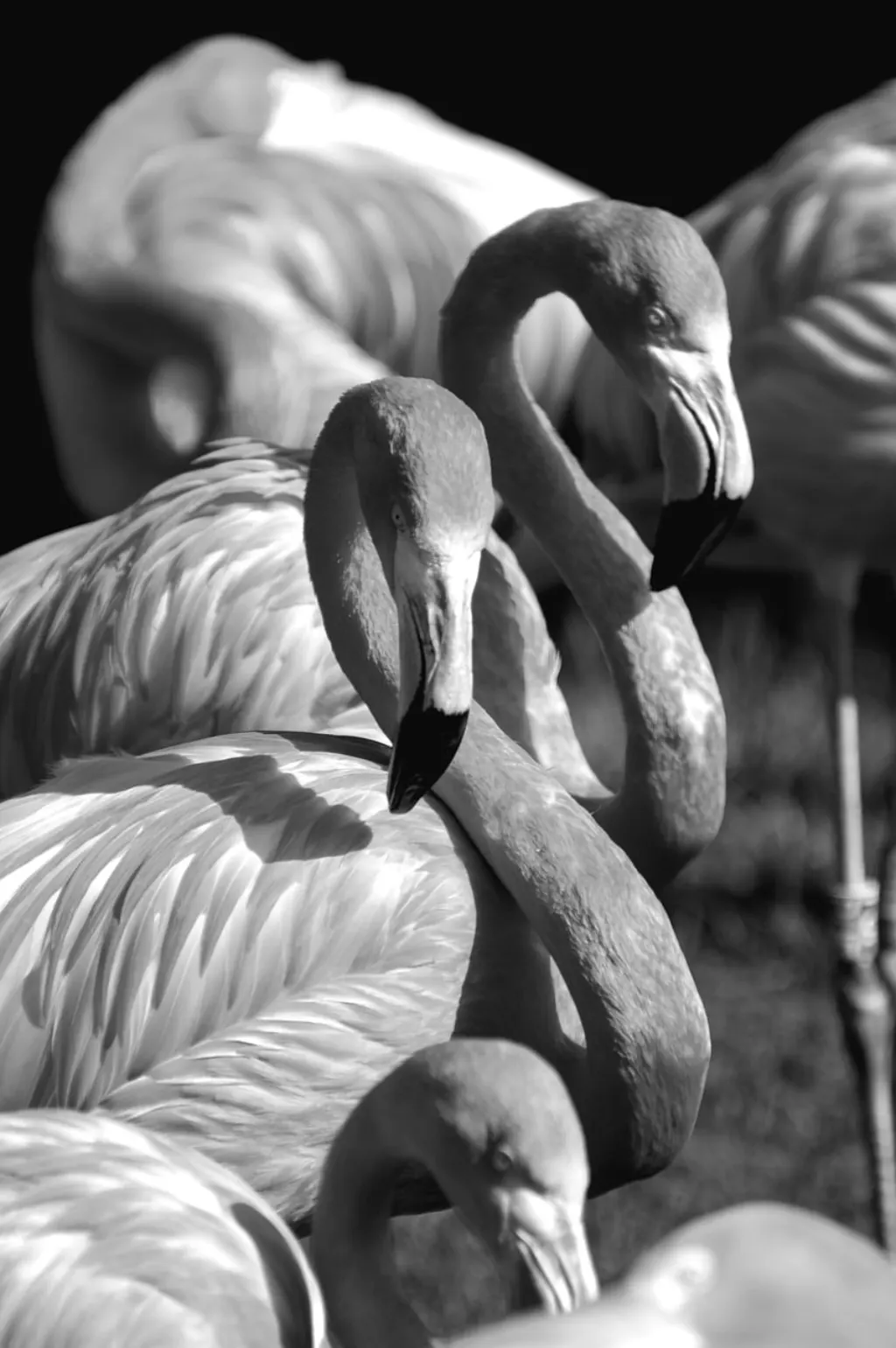 découvrez l'univers fascinant des nuances de gris avec notre exploration de 'grayscale'. apprenez comment cette palette monochrome transforme l'art, la photographie et le design, offrant une profondeur et une élégance uniques. idéal pour les artistes et amateurs de créativité.
