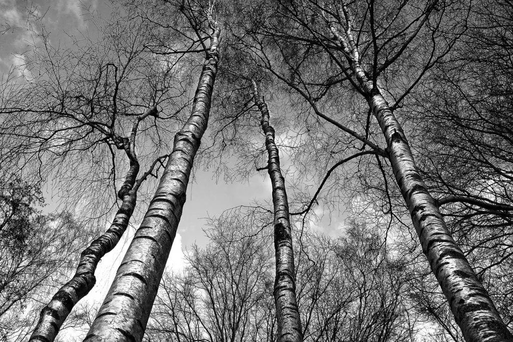 découvrez l'univers du 'grayscale', une approche artistique et technique qui explore les nuances de gris pour créer des œuvres captivantes. plongez dans le design monochrome et apprenez comment cette palette unique peut transformer vos projets visuels.
