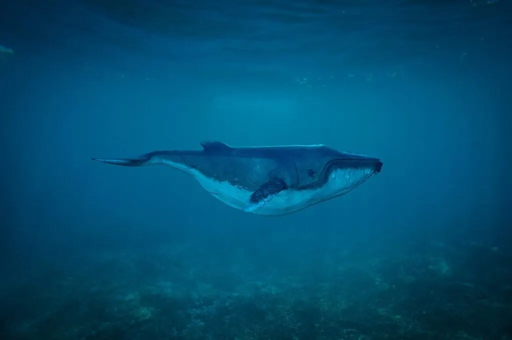 découvrez l'univers fascinant des baleines, ces majestueux géants des mers. apprenez-en davantage sur leur habitat, leur comportement et la conservation de ces créatures marines extraordinaires.