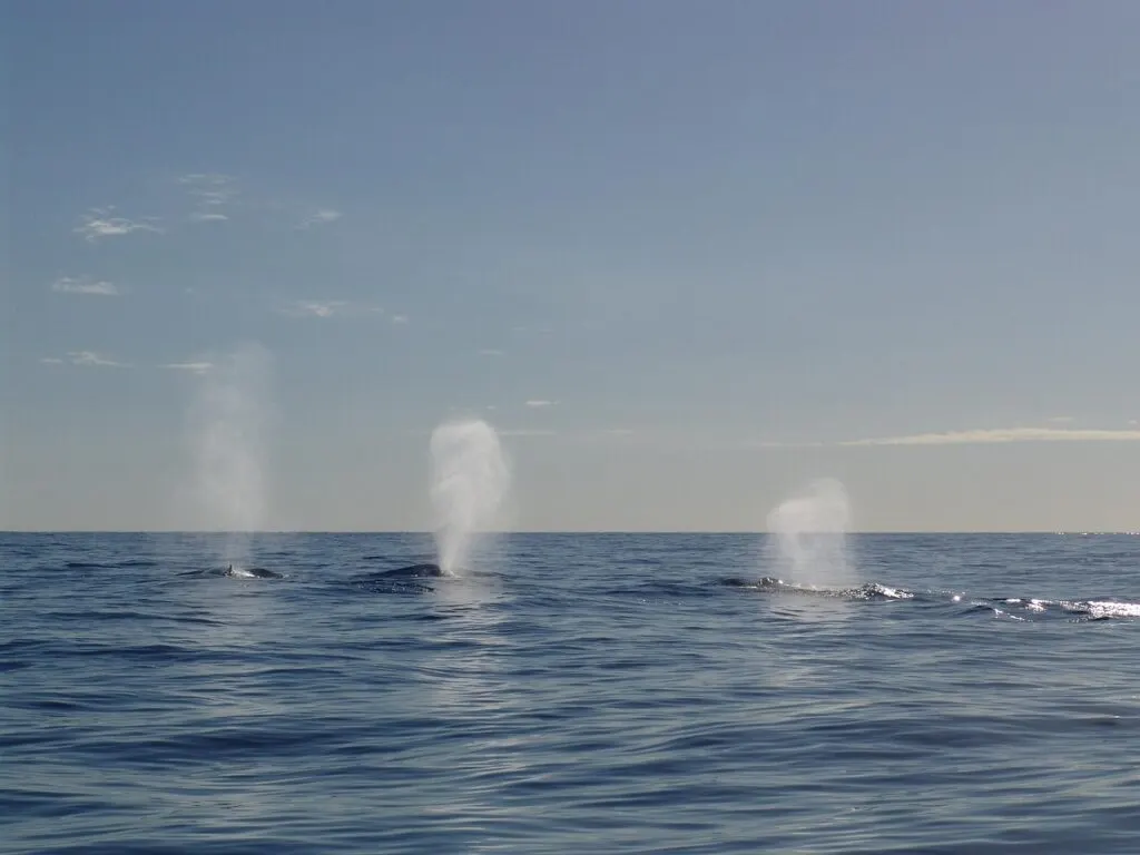 découvrez tout sur les baleines : leur habitat, leur mode de vie, leur alimentation et leur rôle dans l’écosystème marin. plongez dans l’univers fascinant de ces géants des océans !