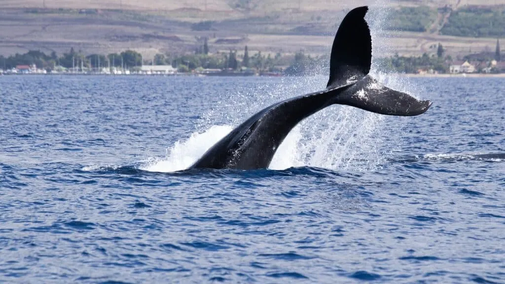 découvrez le monde fascinant des baleines : leur habitat, leur comportement, leur rôle essentiel dans l’écosystème marin, et les efforts de conservation pour protéger ces géants des océans.