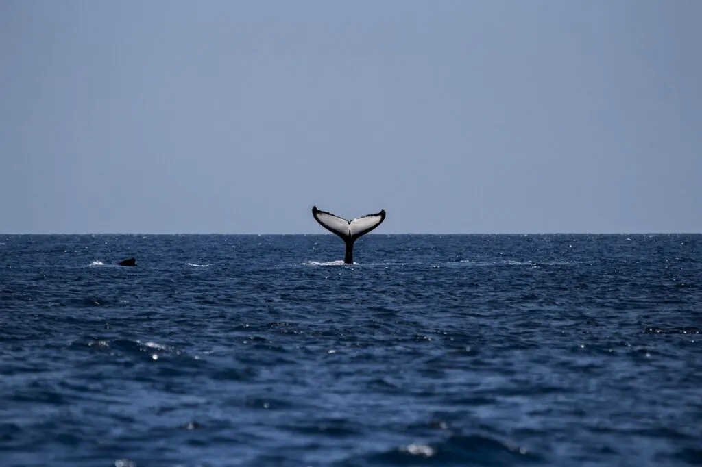 découvrez tout sur les baleines : leur habitat, leur mode de vie, les différentes espèces et leur rôle essentiel dans l'écosystème marin. plongez dans l'univers fascinant de ces géants des océans.